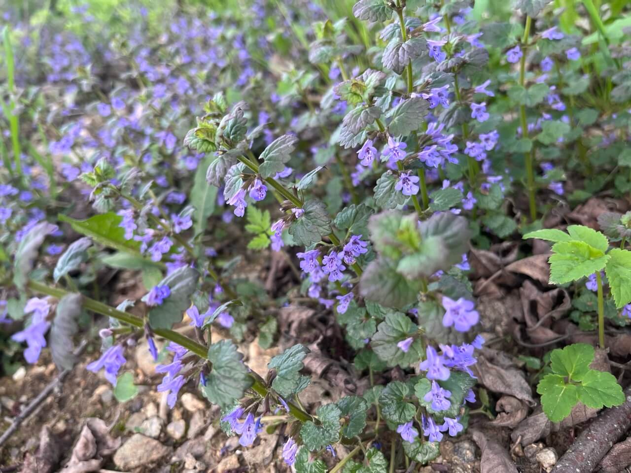 Popenec obecný (Glechoma hederacea) rostoucí v přirozeném prostředí – detailní pohled na fialové květy a plazivé lodyhy této léčivé byliny.