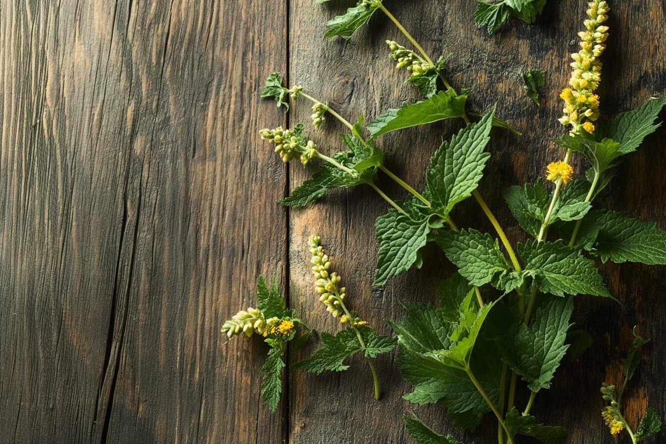 Řepík lékařský s rozkvetlými žlutými květy na slunné louce – léčivá bylina podporující trávení, hojení ran a detoxikaci těla.