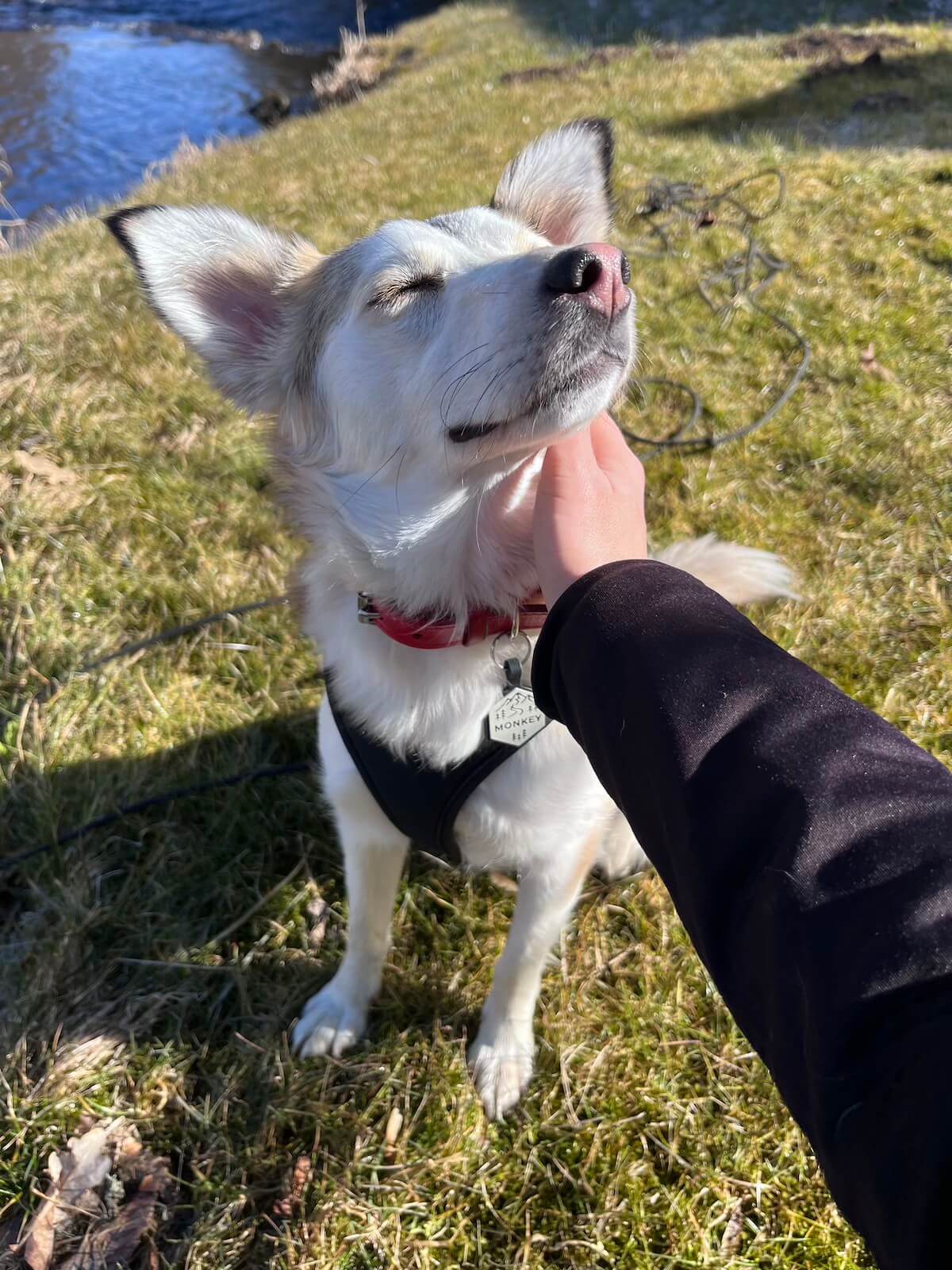 Fenka Monkey při jemné masáži – citlivá reakce zvířete na přírodní léčbu a energetickou podporu