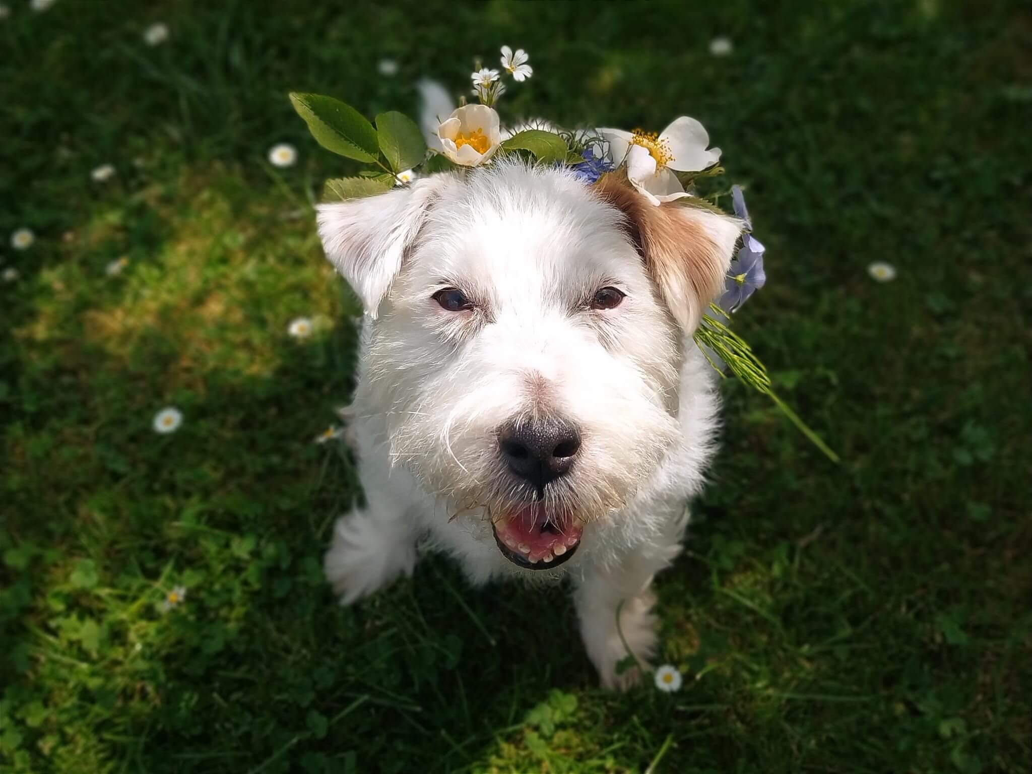 Fenka Johanka při výběru přírodní léčby – ukázka vědomého rozhodování zvířete v rámci zoofarmakognozie