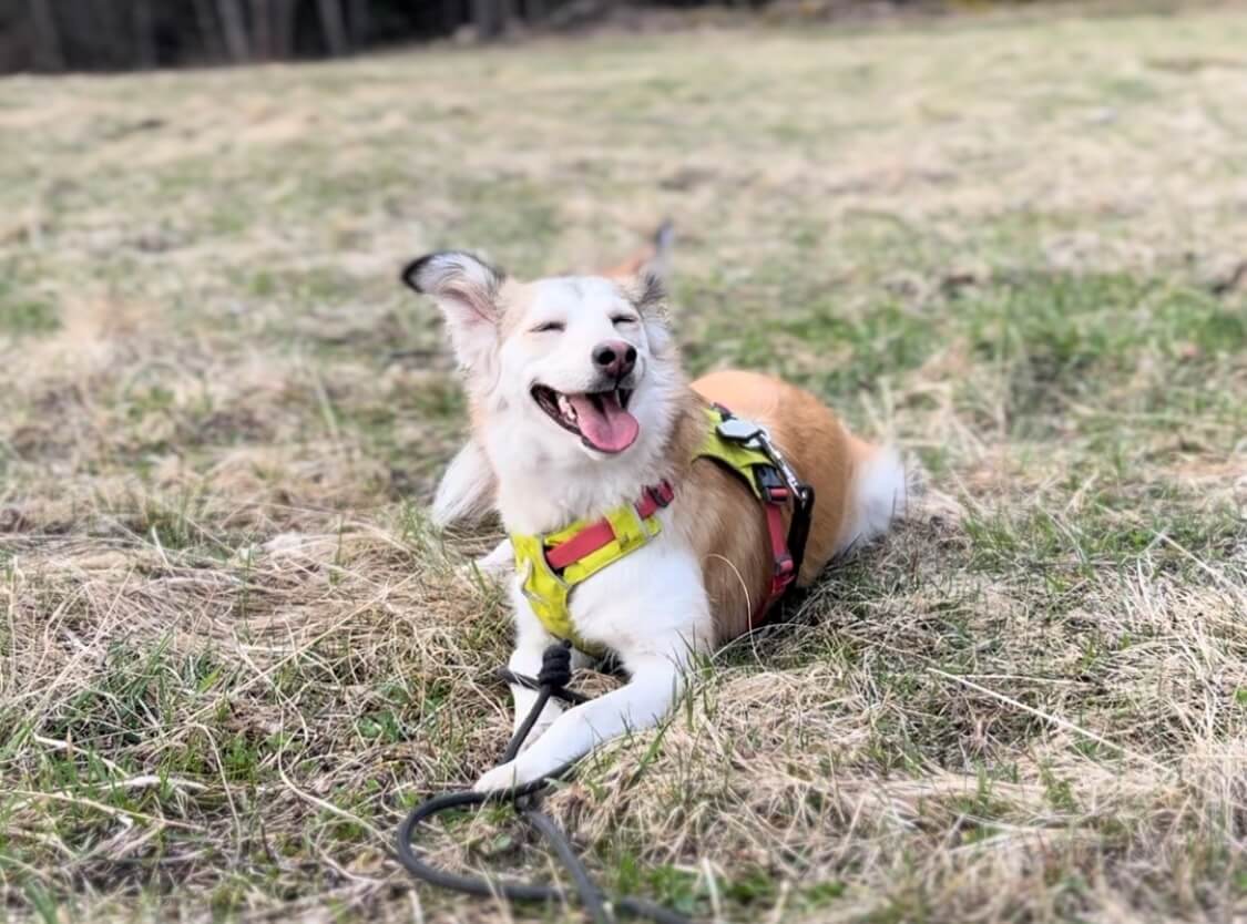 Theo byl mým prvním průvodcem. Díky němu jsem objevila jiný svět – svět, kde se zvířatům naslouchá srdcem.