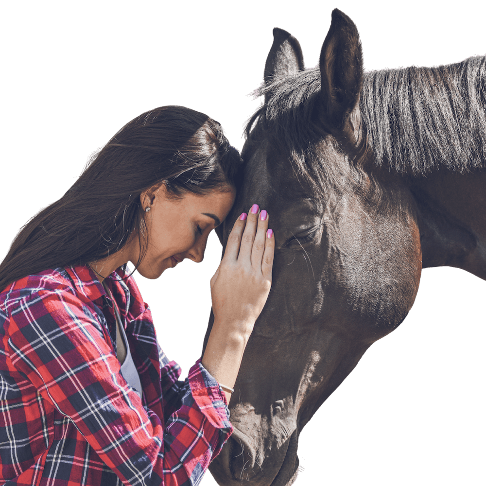 Britská kočka – šedá britská krátkosrstá kočička jako věrný společník a zvířecí průvodce