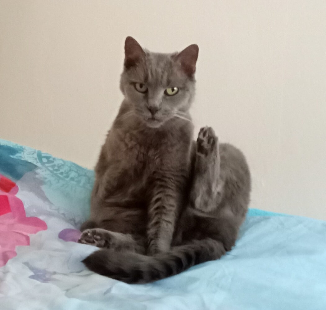 Andrejka a kočička Bambulka