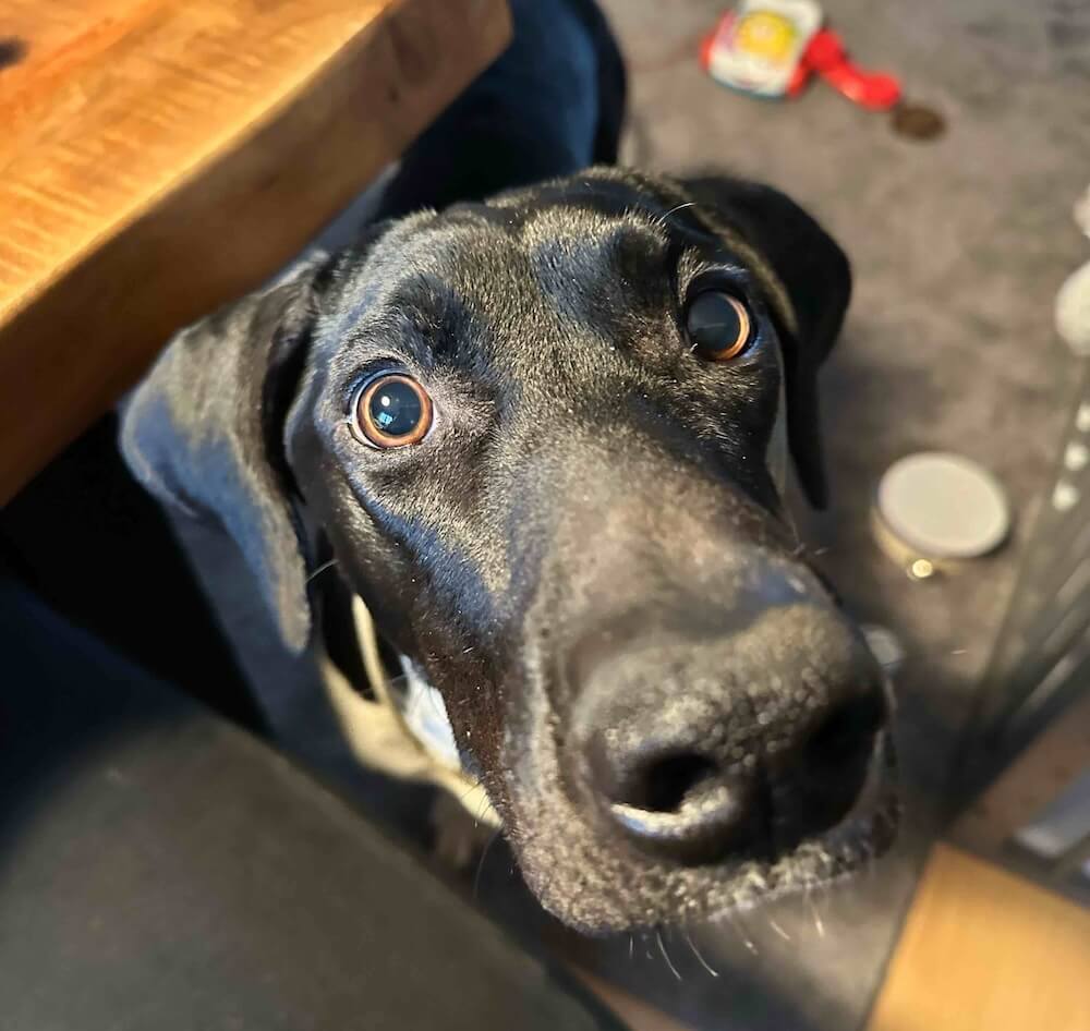 Martinka a fenka Bublinka