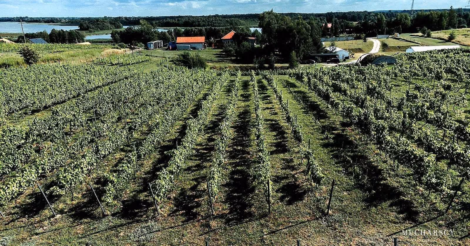 Winnica Bona Terra w Krzyżówkach