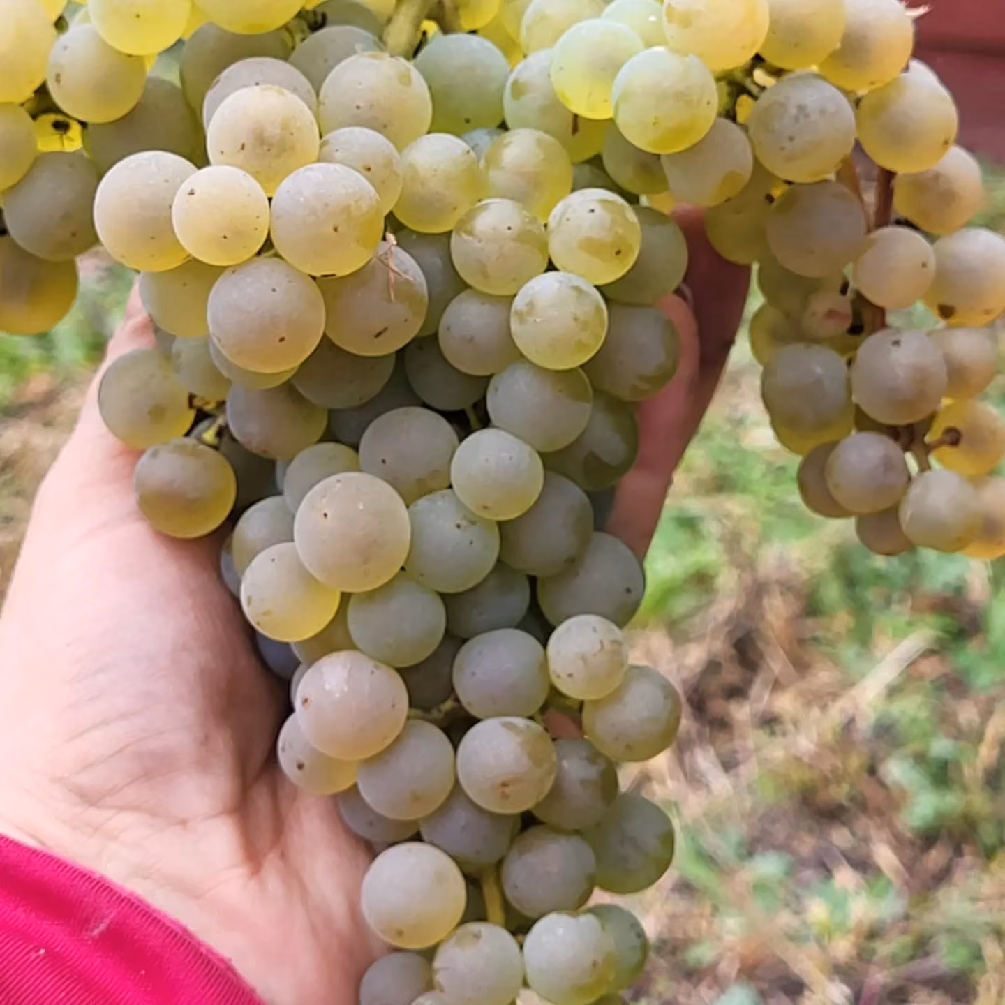 Winogrona Bona Terra