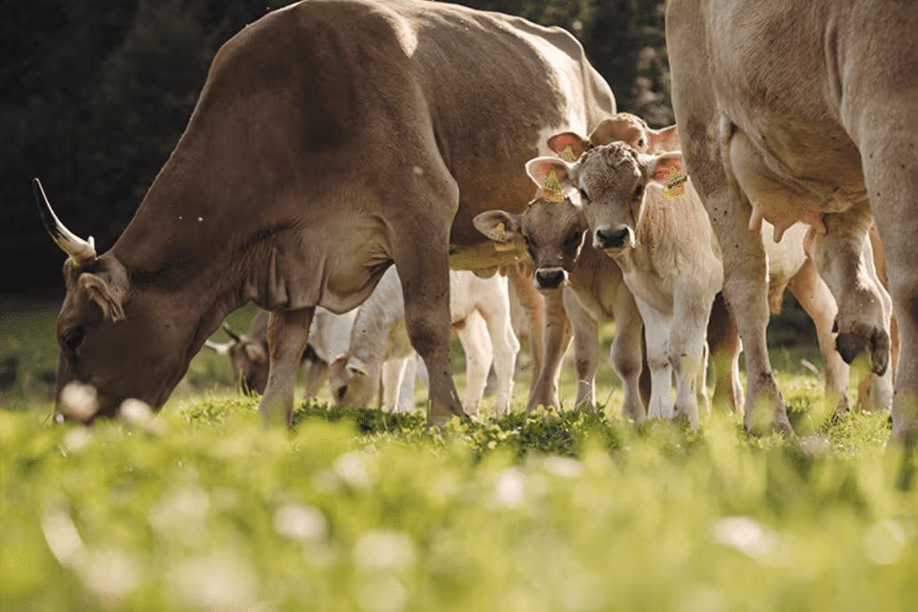 Why We Choose organic meat from Ueli-Hof