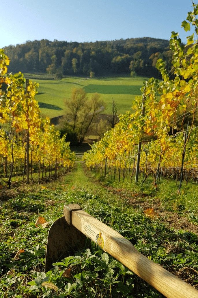 Klus 177 — The Kind of Organic Wine Switzerland Deserves