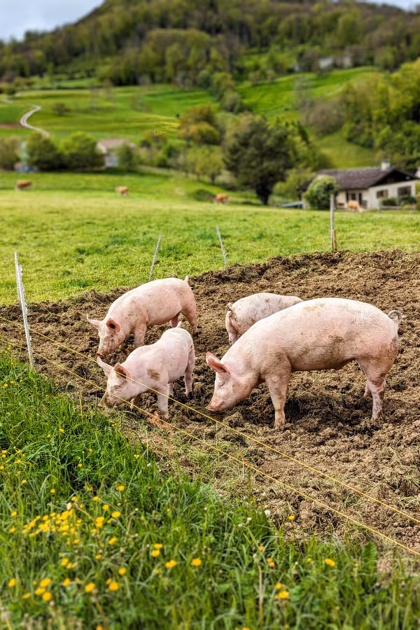 Pigs at the Biohof farm