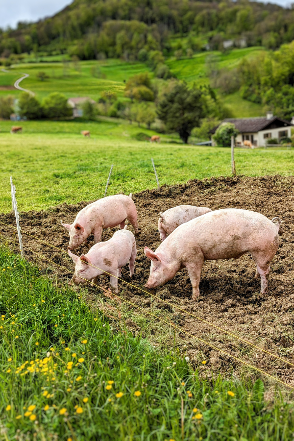 Pigs at the Biohof farm
