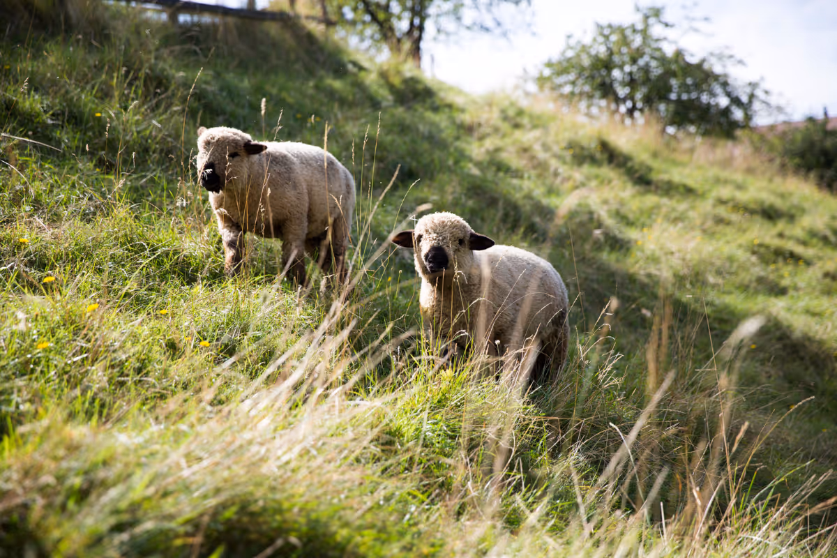 Sheep roaming freely at Biohof Engelsrütti farm