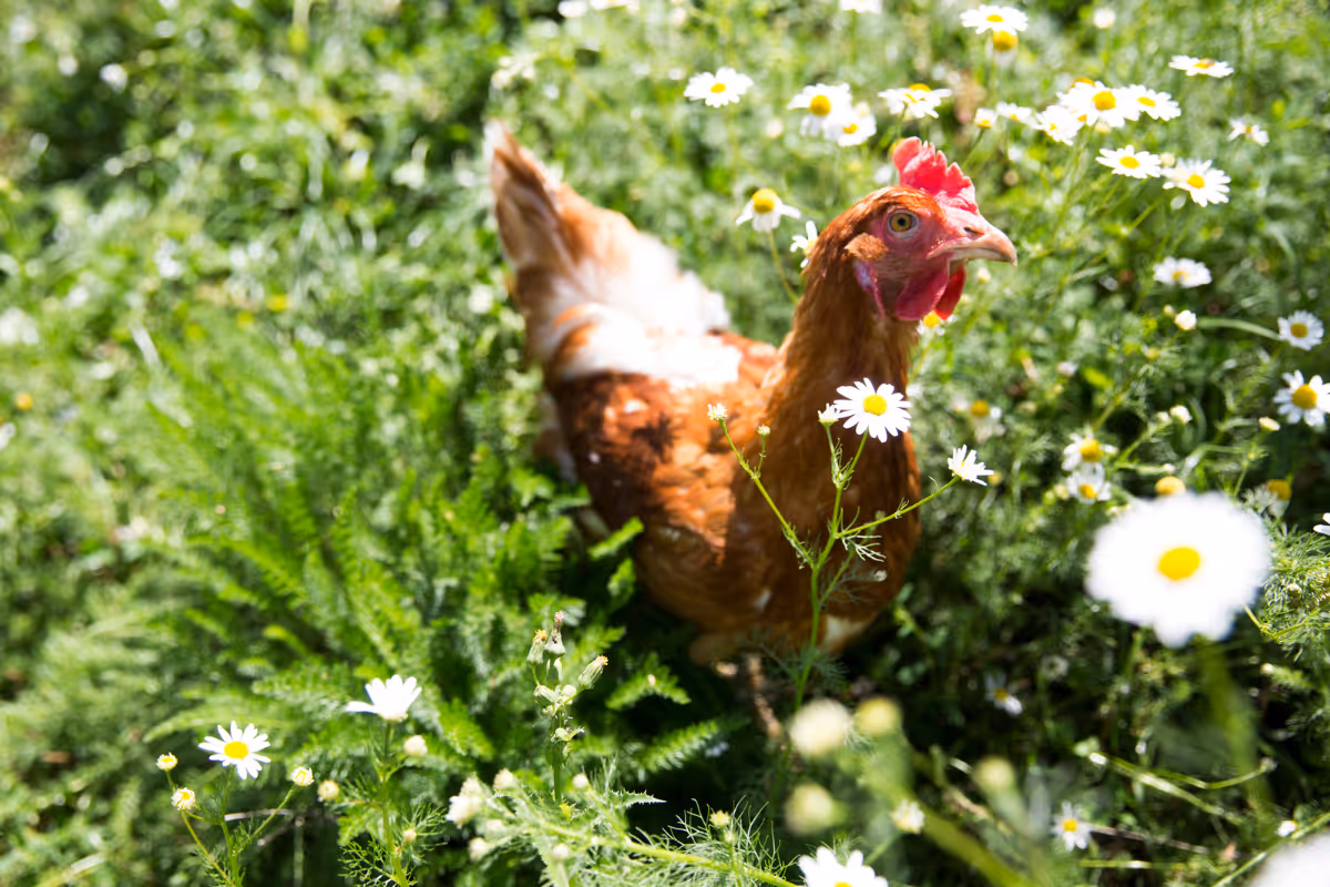 Hen at the Biohof farm in Switzerland