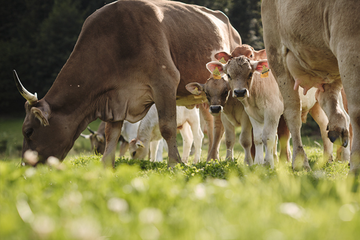 Free-range cows and calves at Ueli-Hof farms