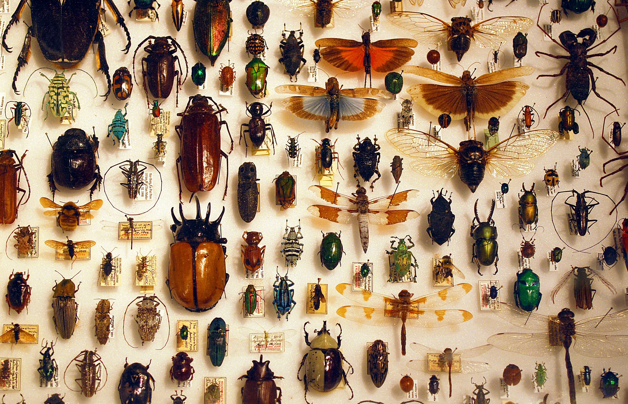 From Bugs to Beta (Different Bugs): My Experience With Build-Test-Iterate