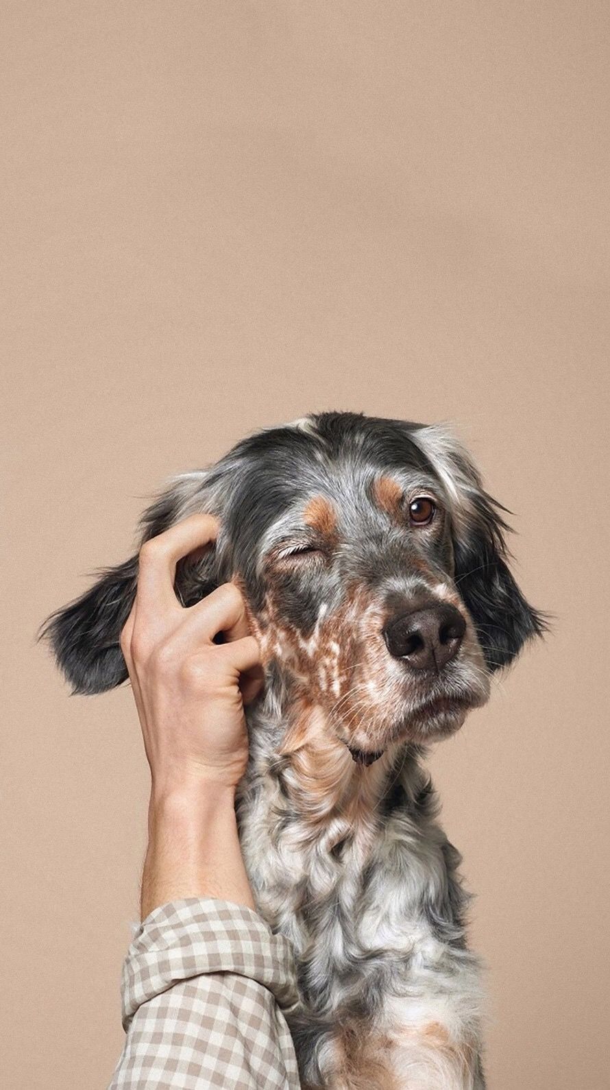 Clinique Vétérinaire L'Ange-Gardien