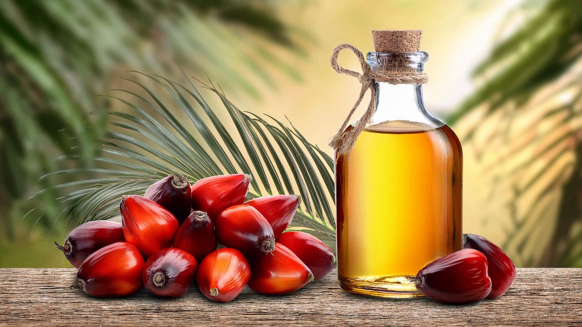 زيت النخيل أصبح وقودا لسيارات السباقات