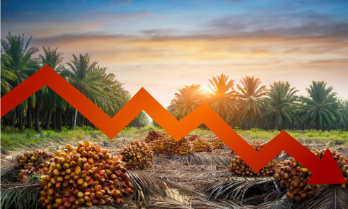 زيت النخيل أصبح وقودا لسيارات السباقات