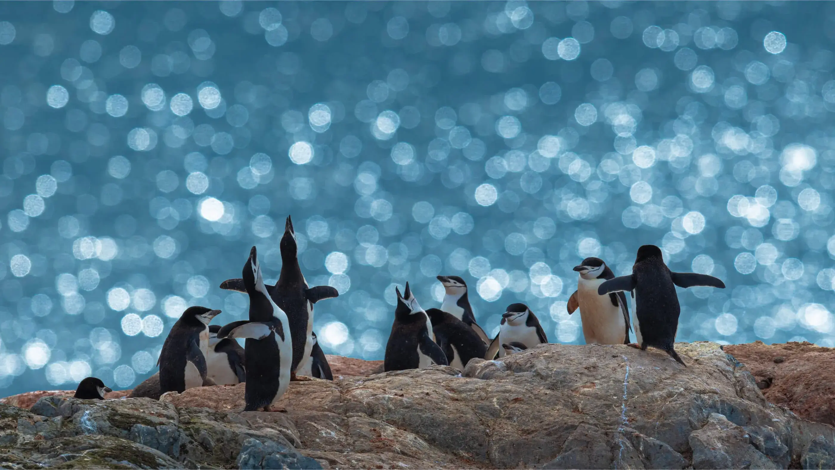 Group of penguins standing and interacting on rocky terrain with sparkling water bokeh in the background.