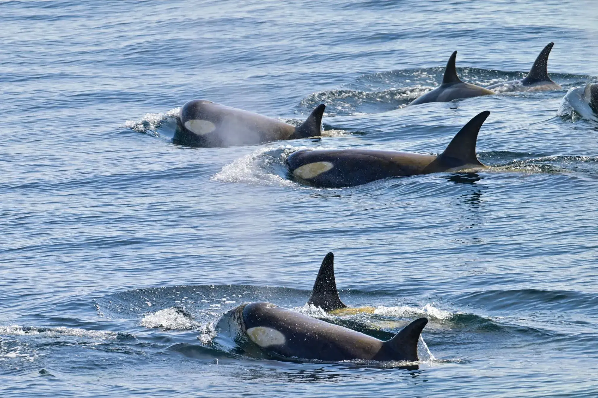 Group of orcas swimming at the ocean surface with visible dorsal fins and water spray.