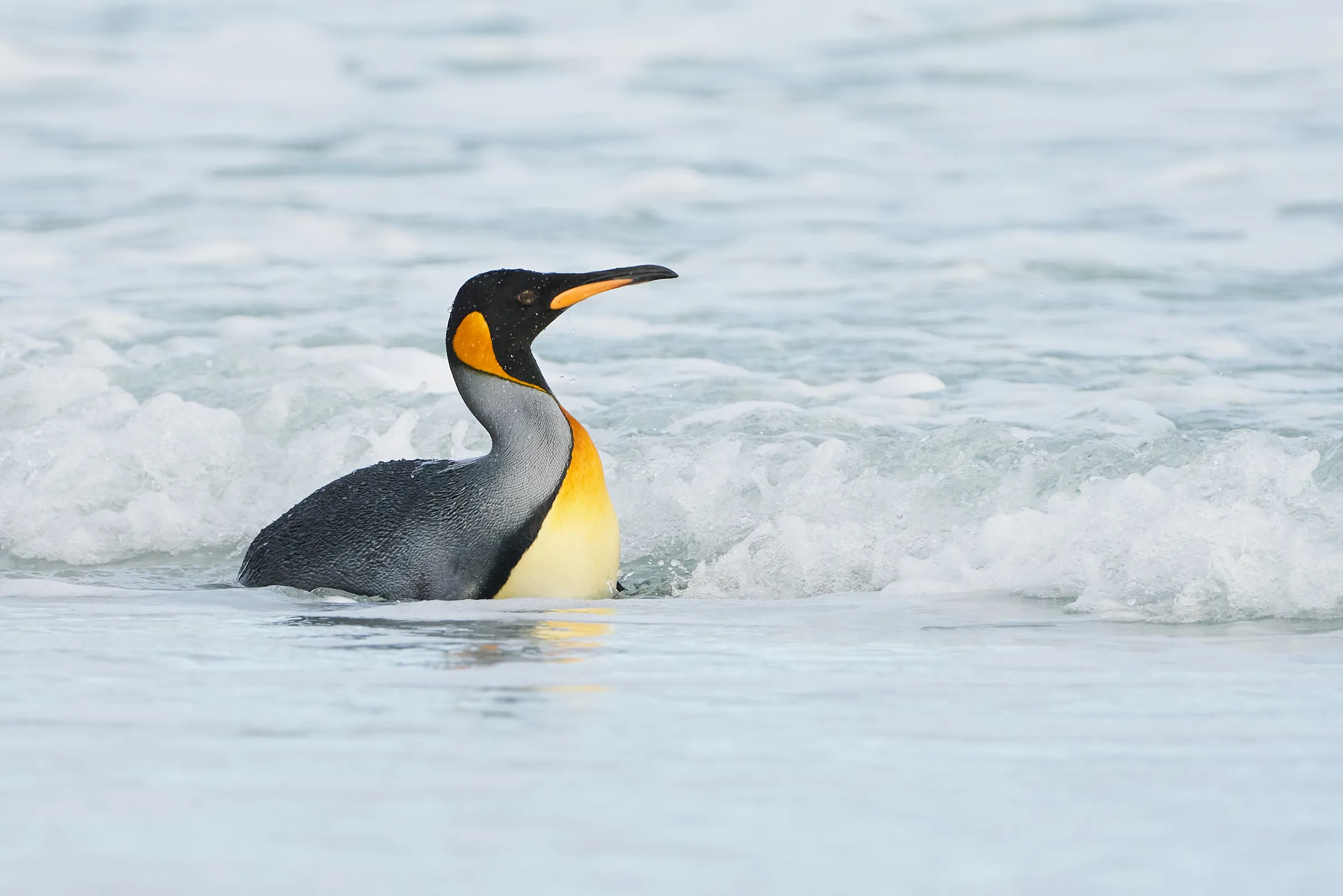 King penguin standing in shallow ocean water with small waves around it.