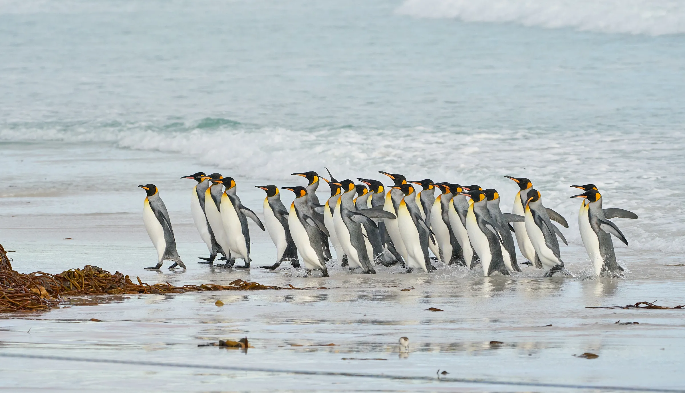 Group of king penguins walking on a wet sandy beach near the ocean with seaweed scattered around.