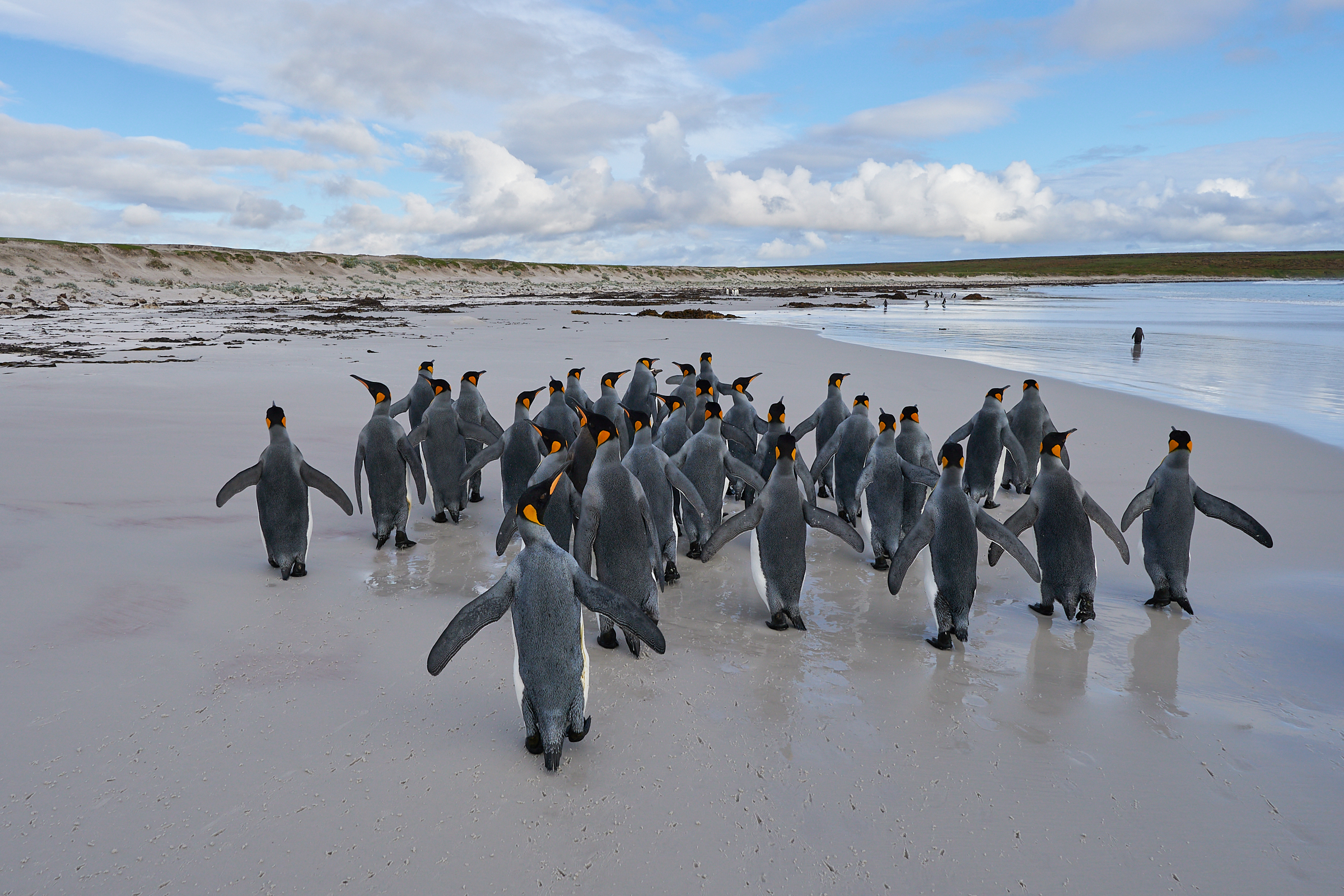 Falklands