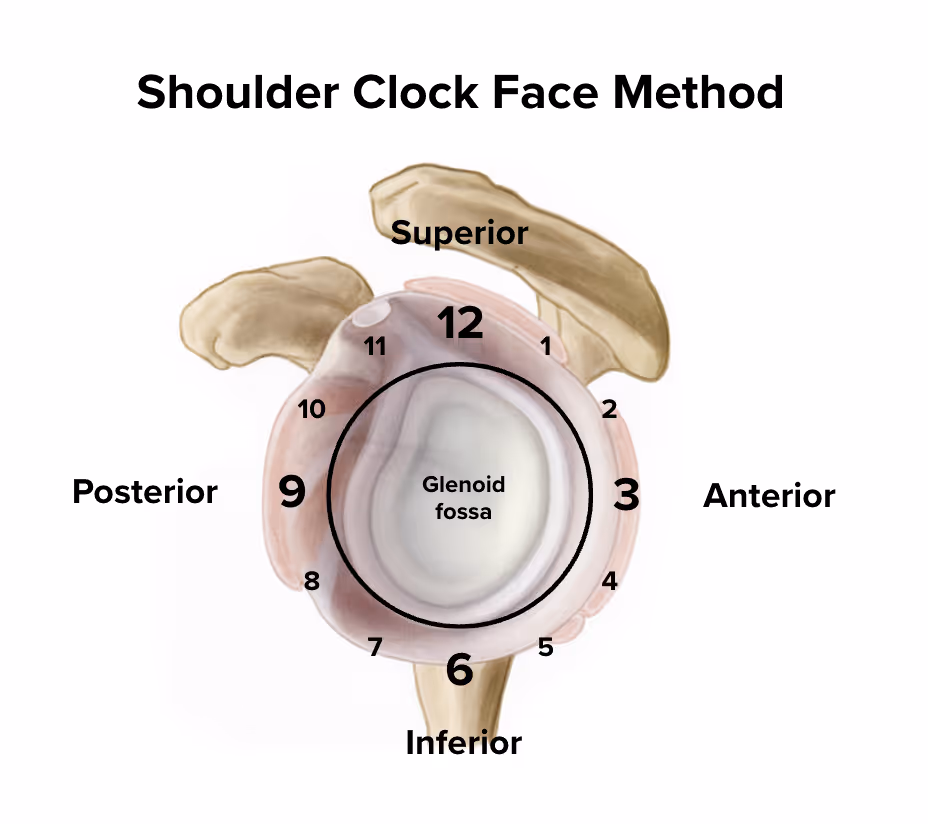 Shoulder's glenoid fossa seen from the side, like the face of a clock with numbers 1-12 going around the glenoid