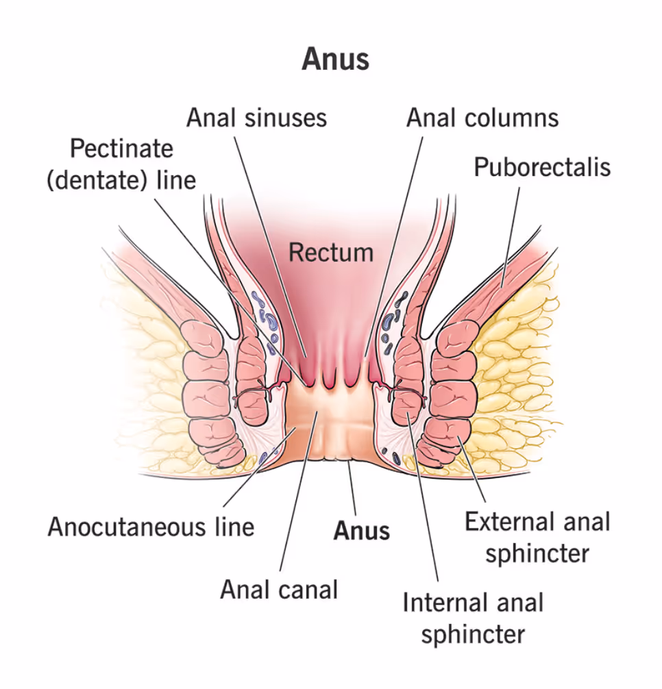 Anatomy of the anus, showing the rectum, anal canal, sphincters, sinuses, and lines