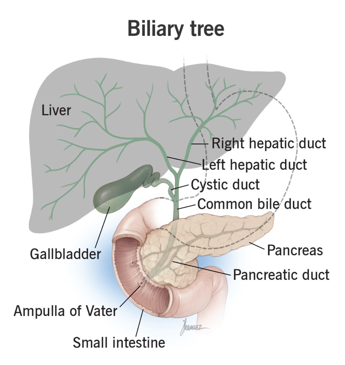 Illustration of the biliary tree showing intrahepatic ducts, hepatic ducts, common hepatic duct, cystic duct, gallbladder, common bile duct, main pancreatic duct, and ampulla of Vater