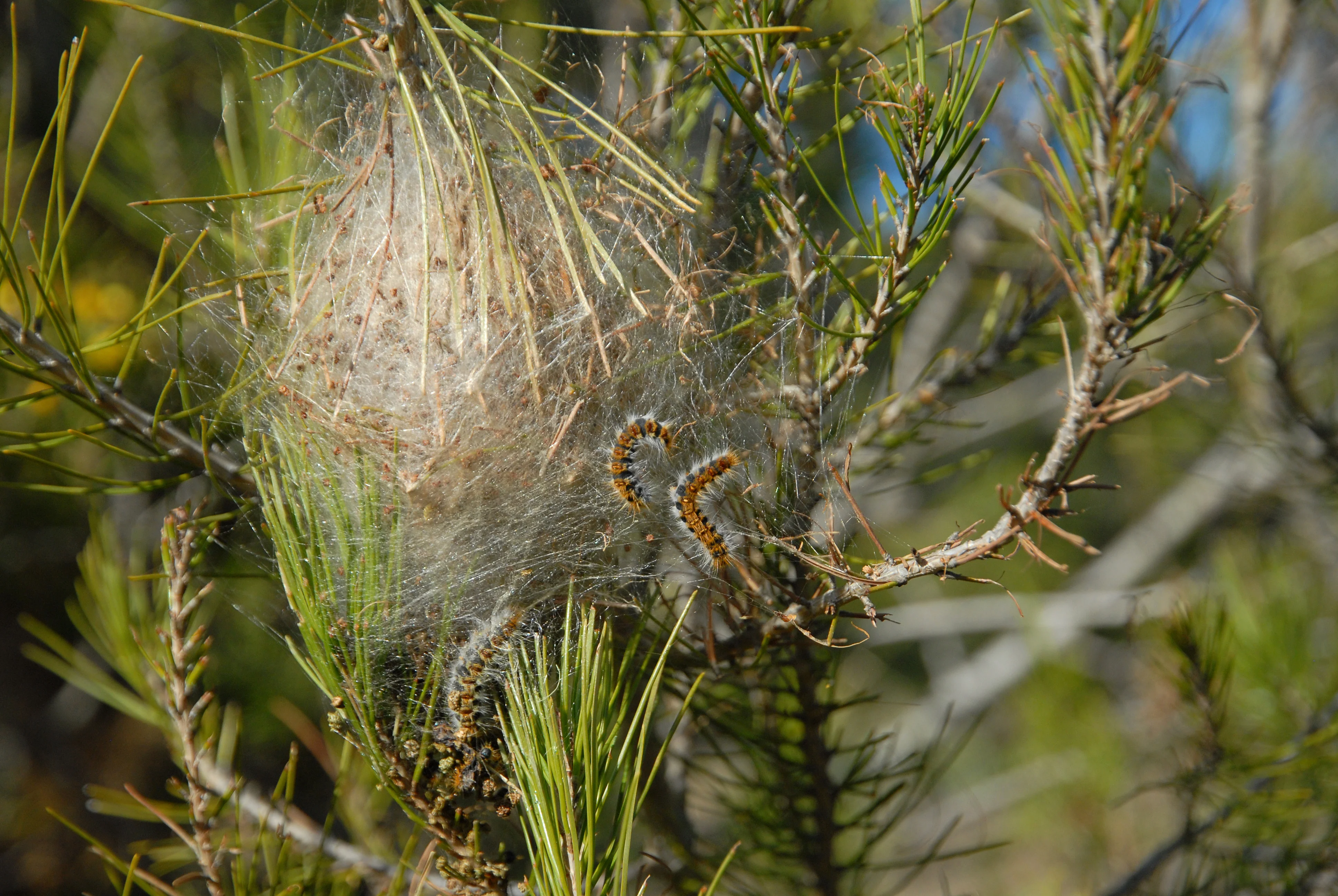 Processionnaire du pin et gestion forestière durable