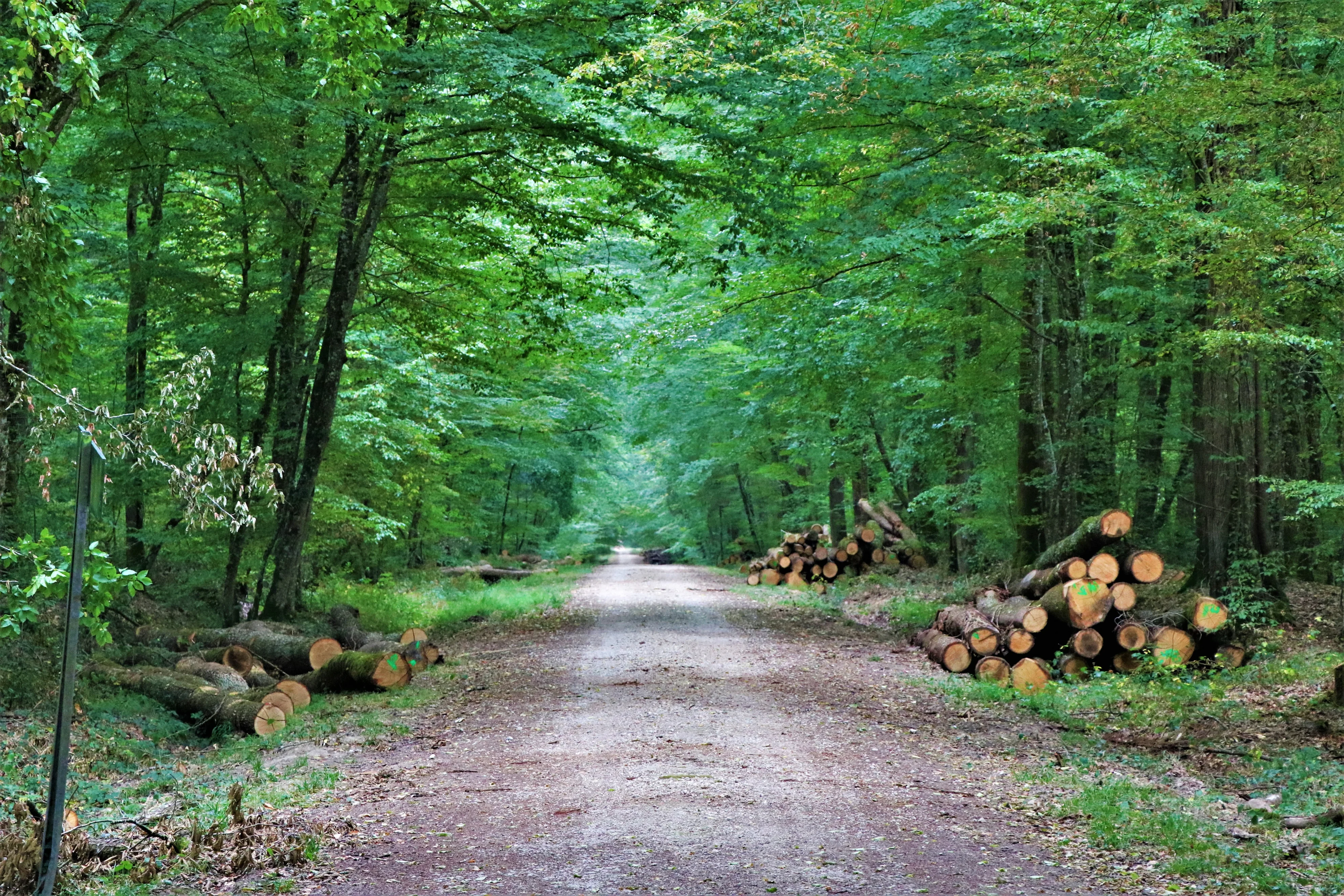 Inventaire forestier national 2025 : Principaux chiffres des surfaces boisées françaises