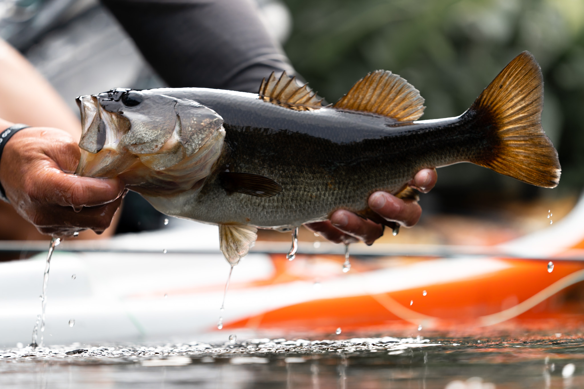 Managing Your Bass Pond in Winter — water features on rural land — BirdDog