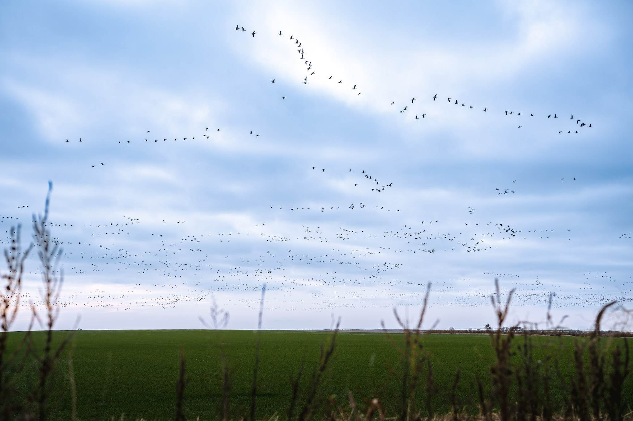 Why Private Land Access Matters Most During the January Duck Season — waterfowl hunting — BirdDog hunting leases