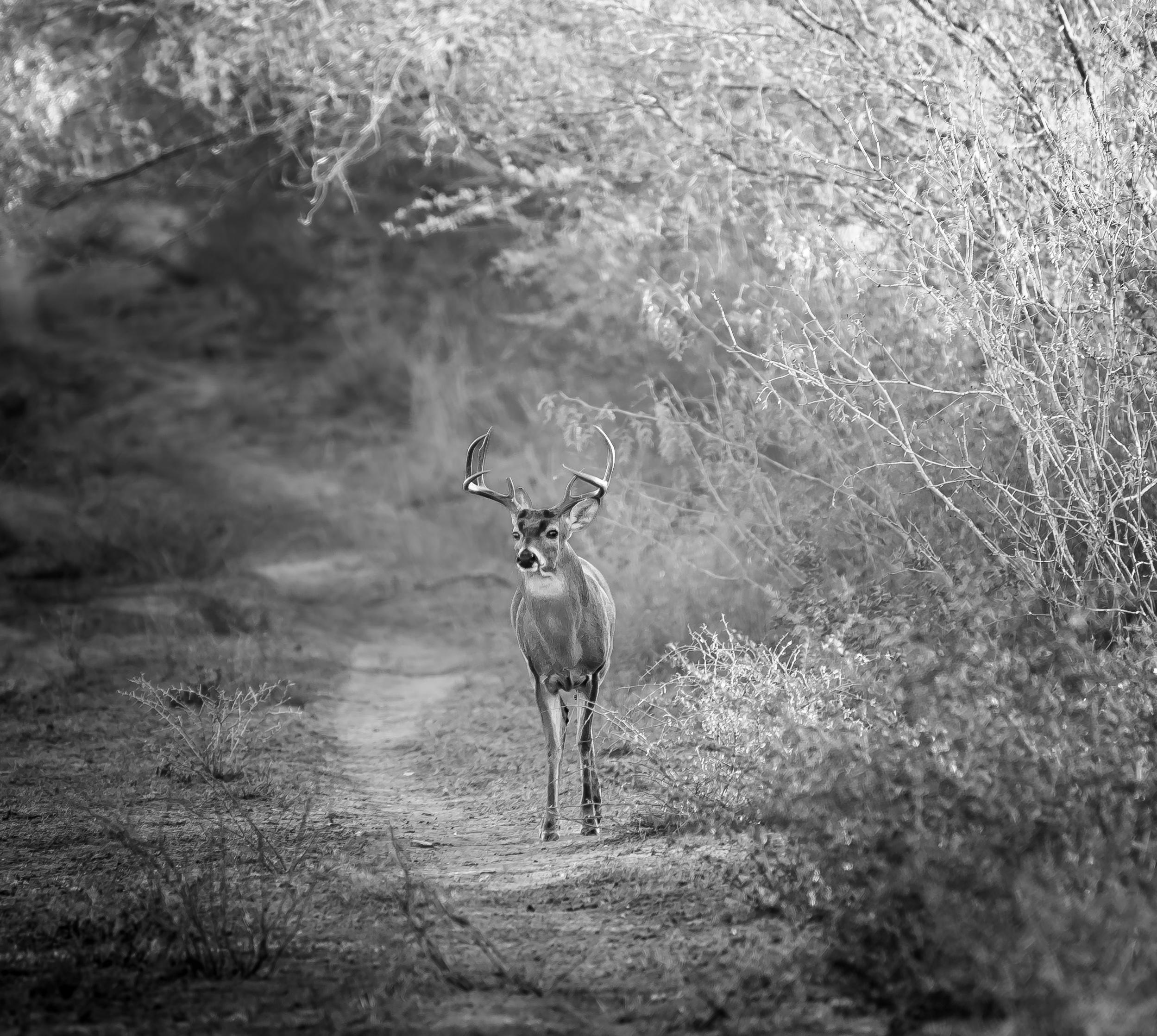 Late Season Deer Hunting Strategies That Work — whitetail deer hunting — BirdDog hunting marketplace