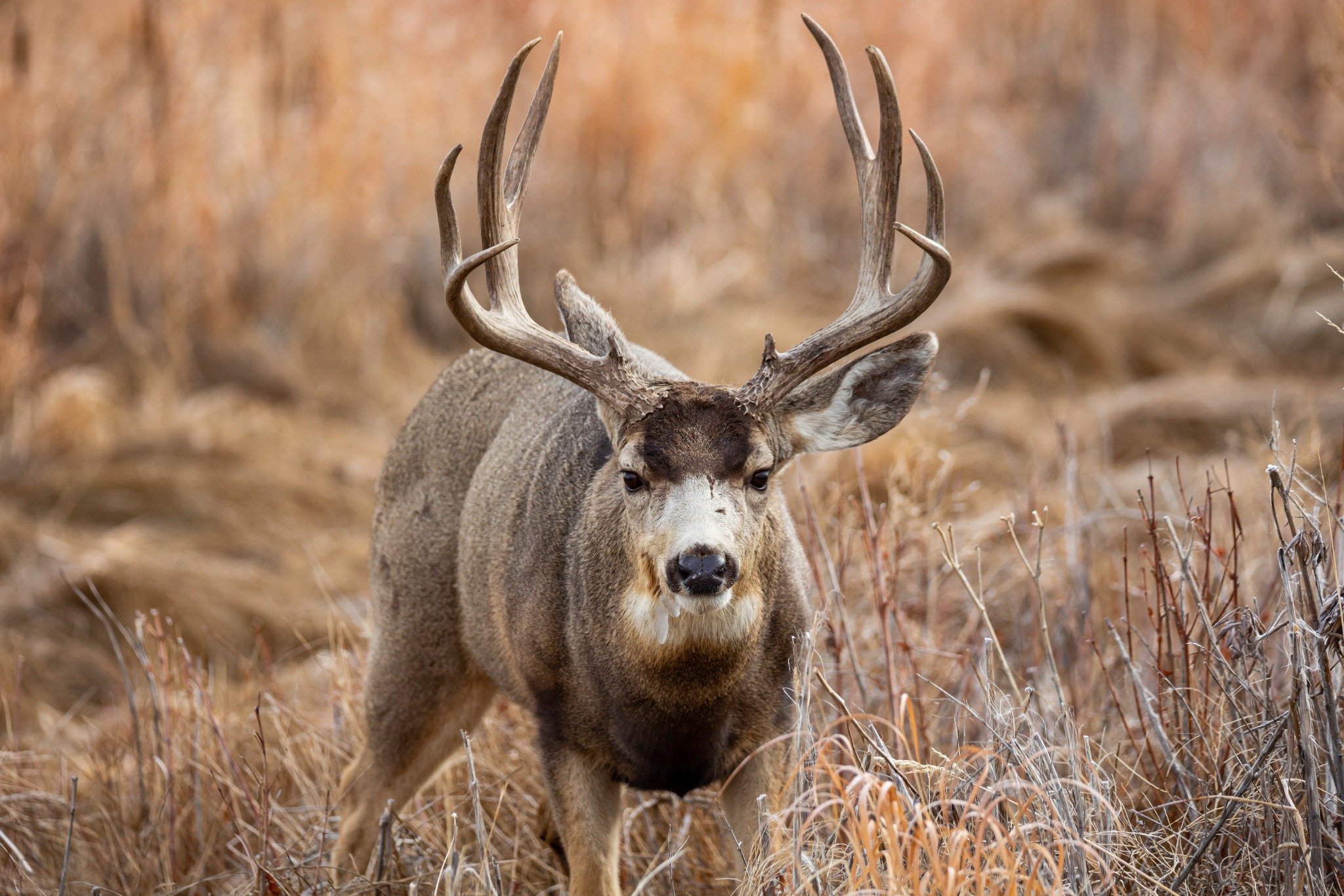 Why Mule Deer Are So Sought After in Texas: — whitetail deer hunting — BirdDog hunting marketplace