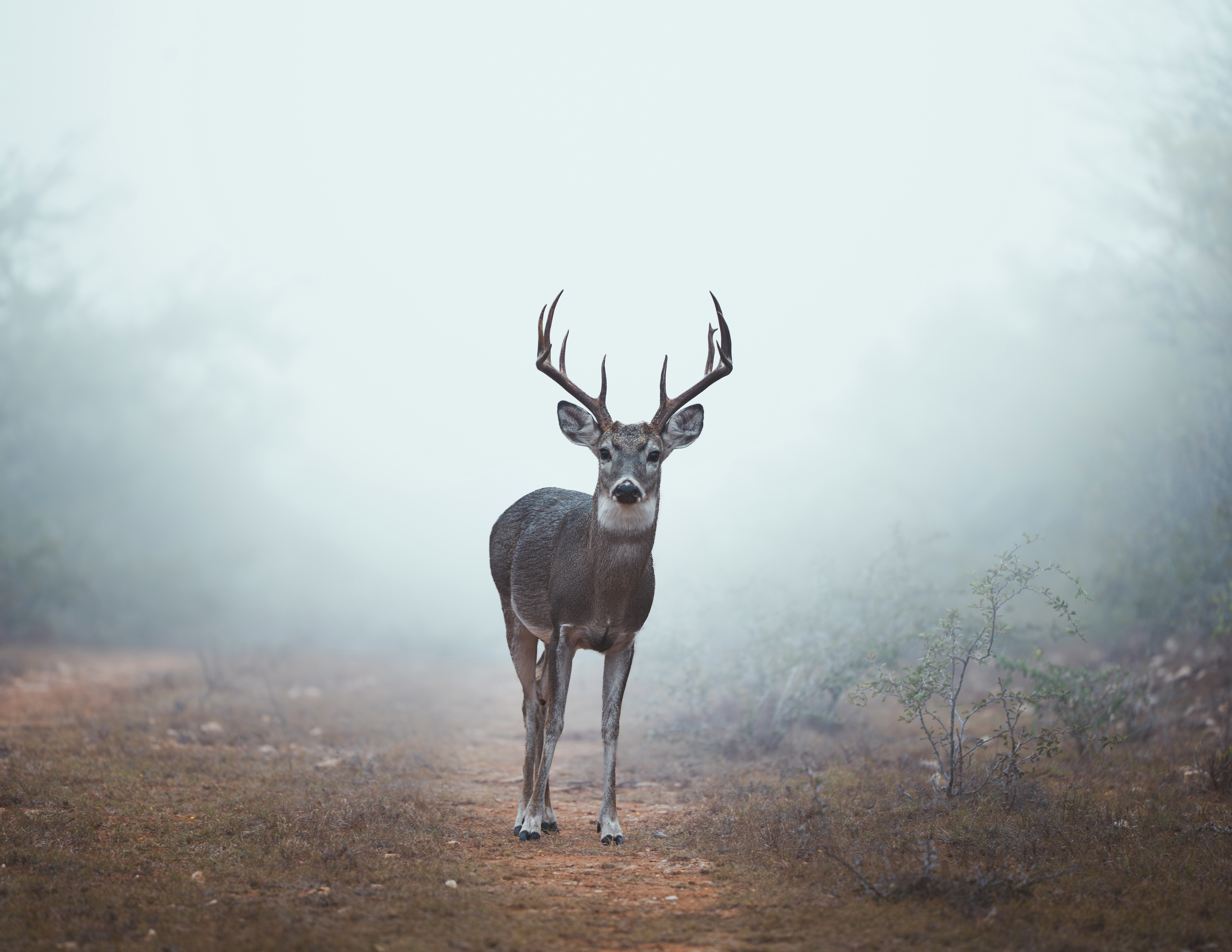 December Hunting in Texas — hunting season — BirdDog outdoor platform