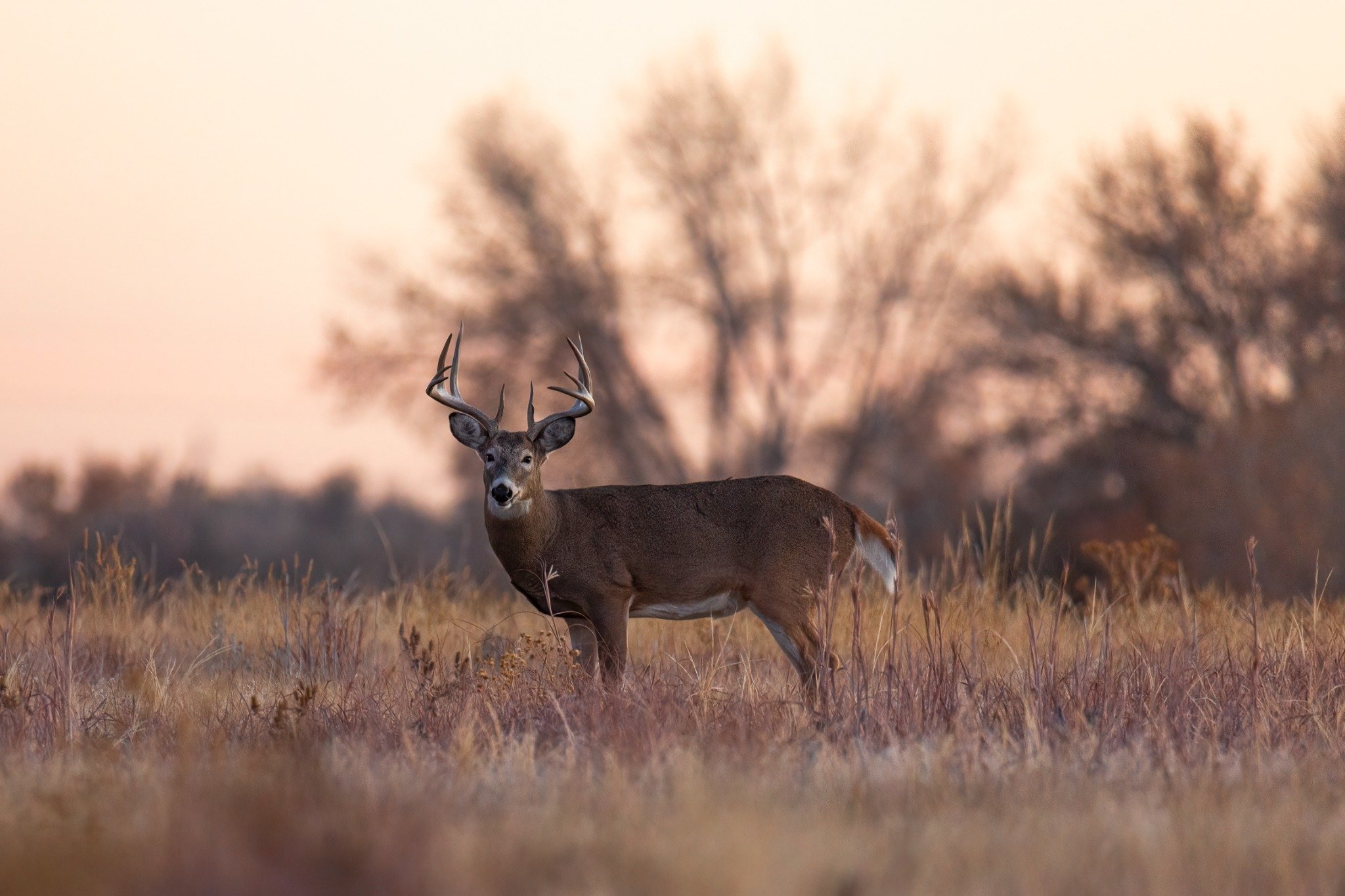 Top 5 U.S. Hunting Destinations — hunting season — BirdDog outdoor platform