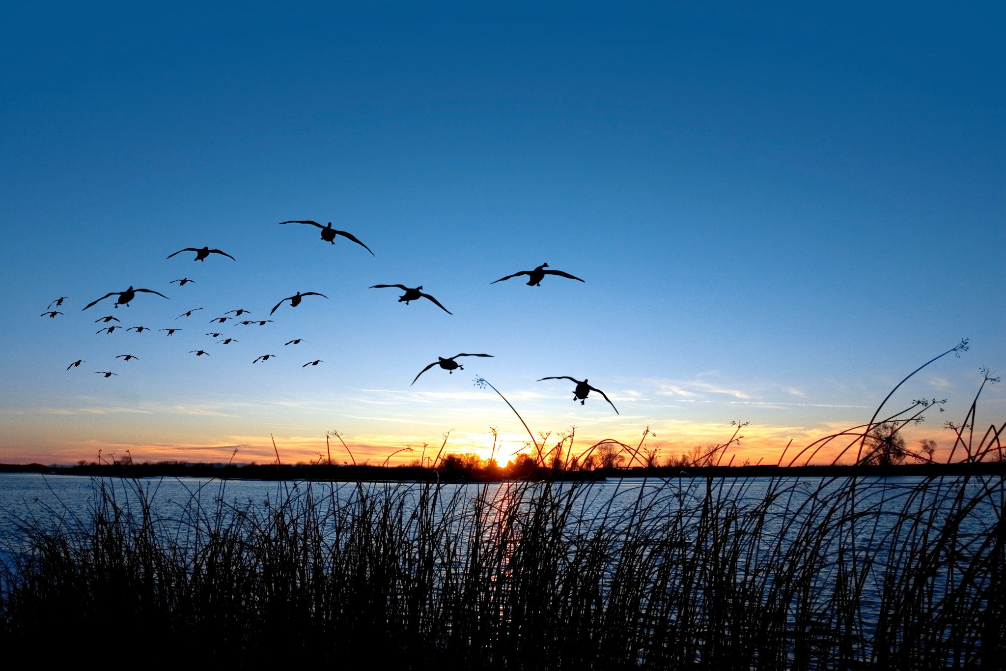 Texas Waterfowl Hunting — waterfowl hunting — BirdDog hunting leases