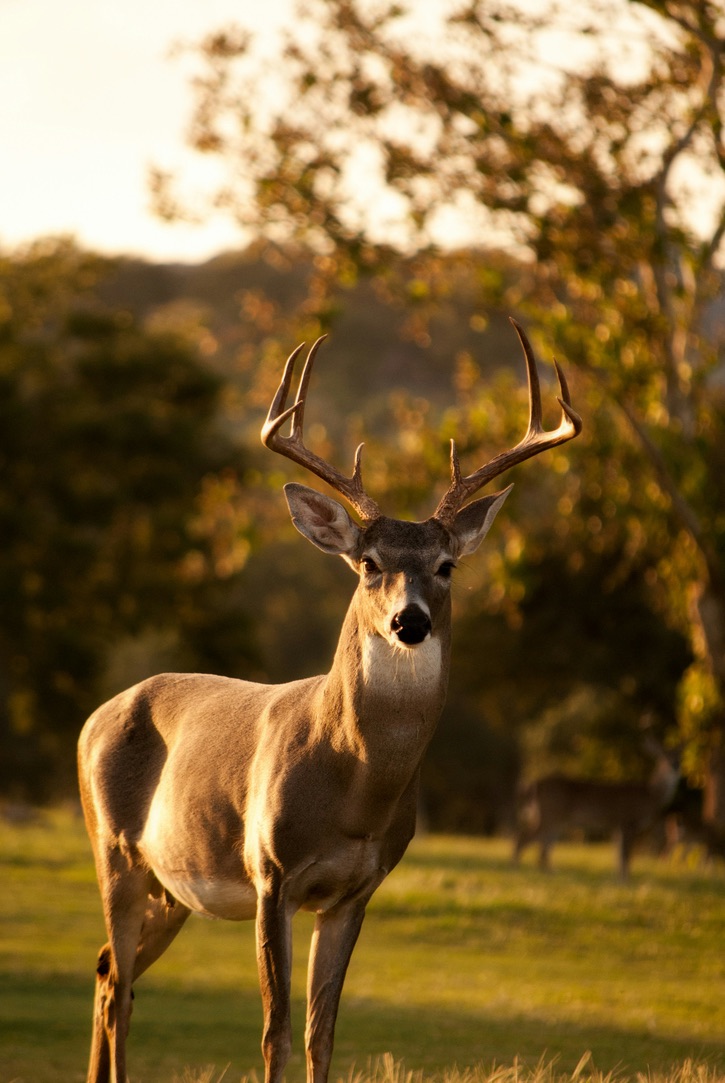 Must-Have Gear for a Successful Texas Whitetail Season — whitetail deer hunting — BirdDog hunting marketplace