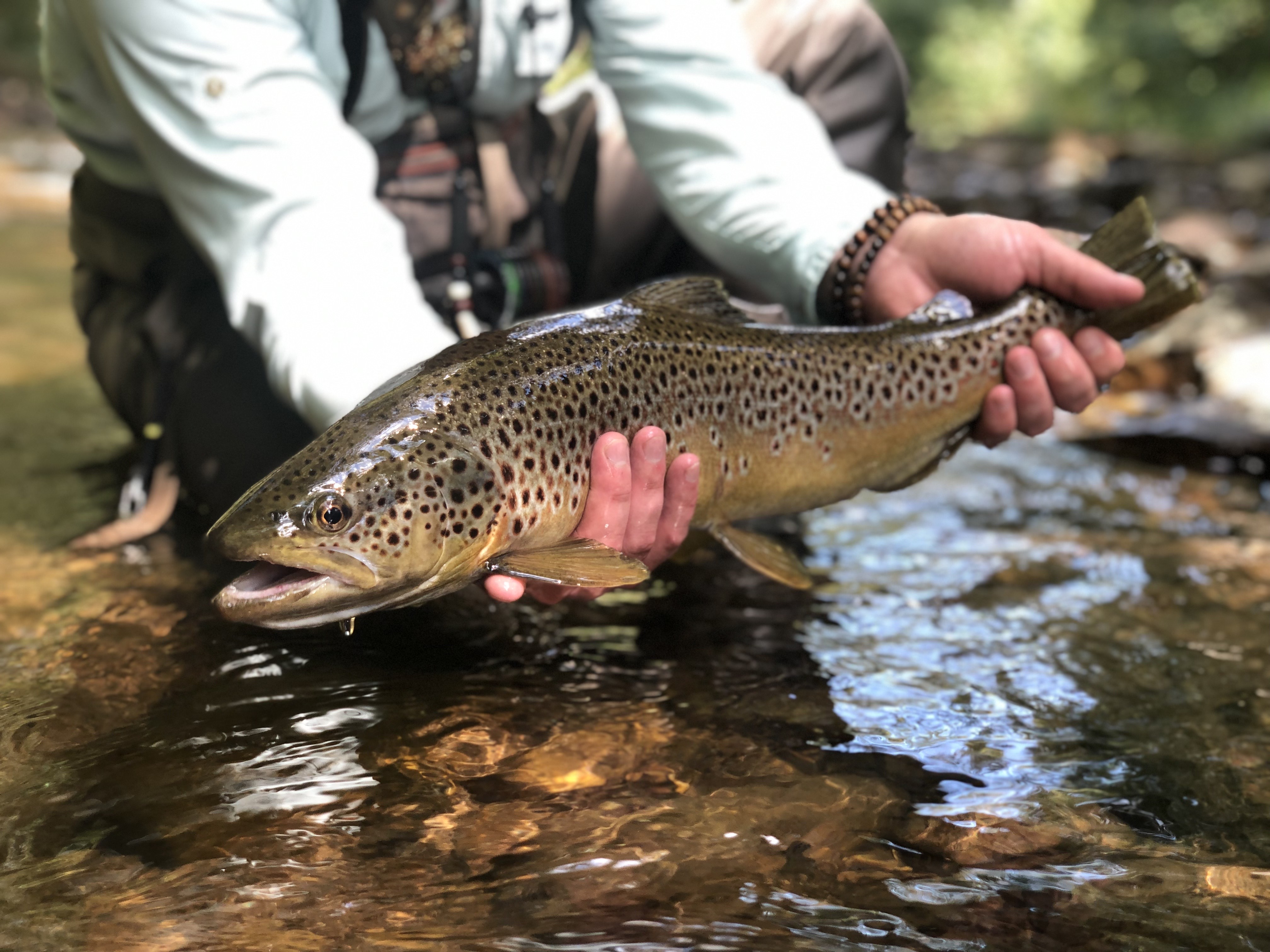 Freshwater Fly Fishing Essentials — water features on rural land — BirdDog