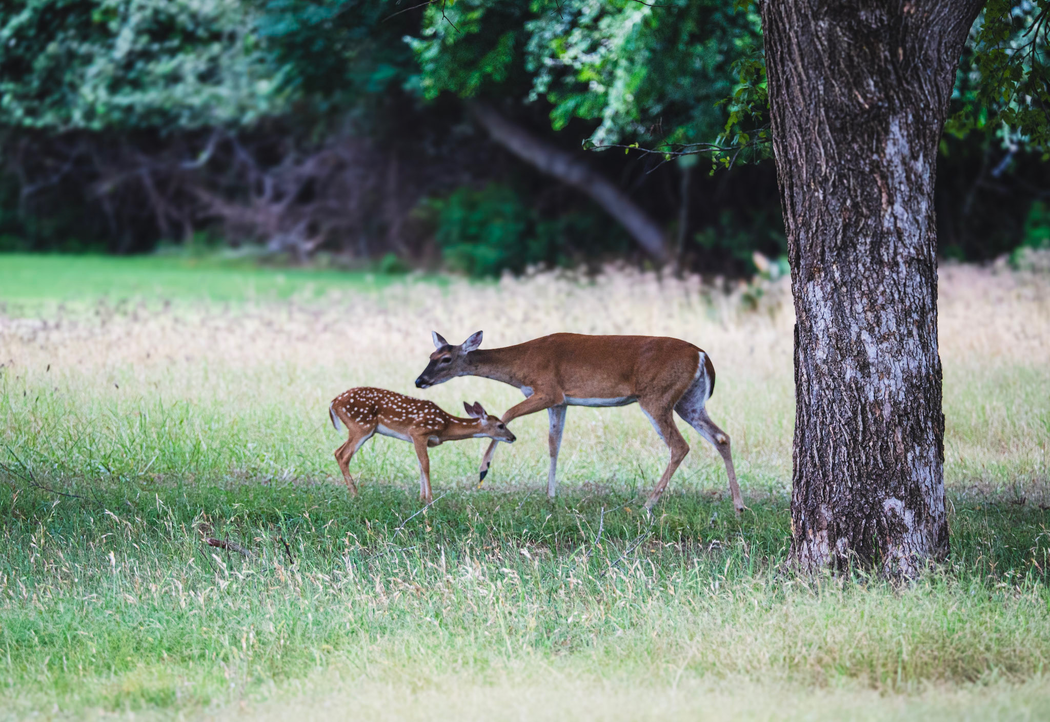 Section 180 and Conservation — Section 180 tax deduction for landowners