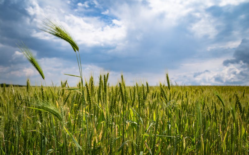 Agricultural land managed through BirdDog platform
