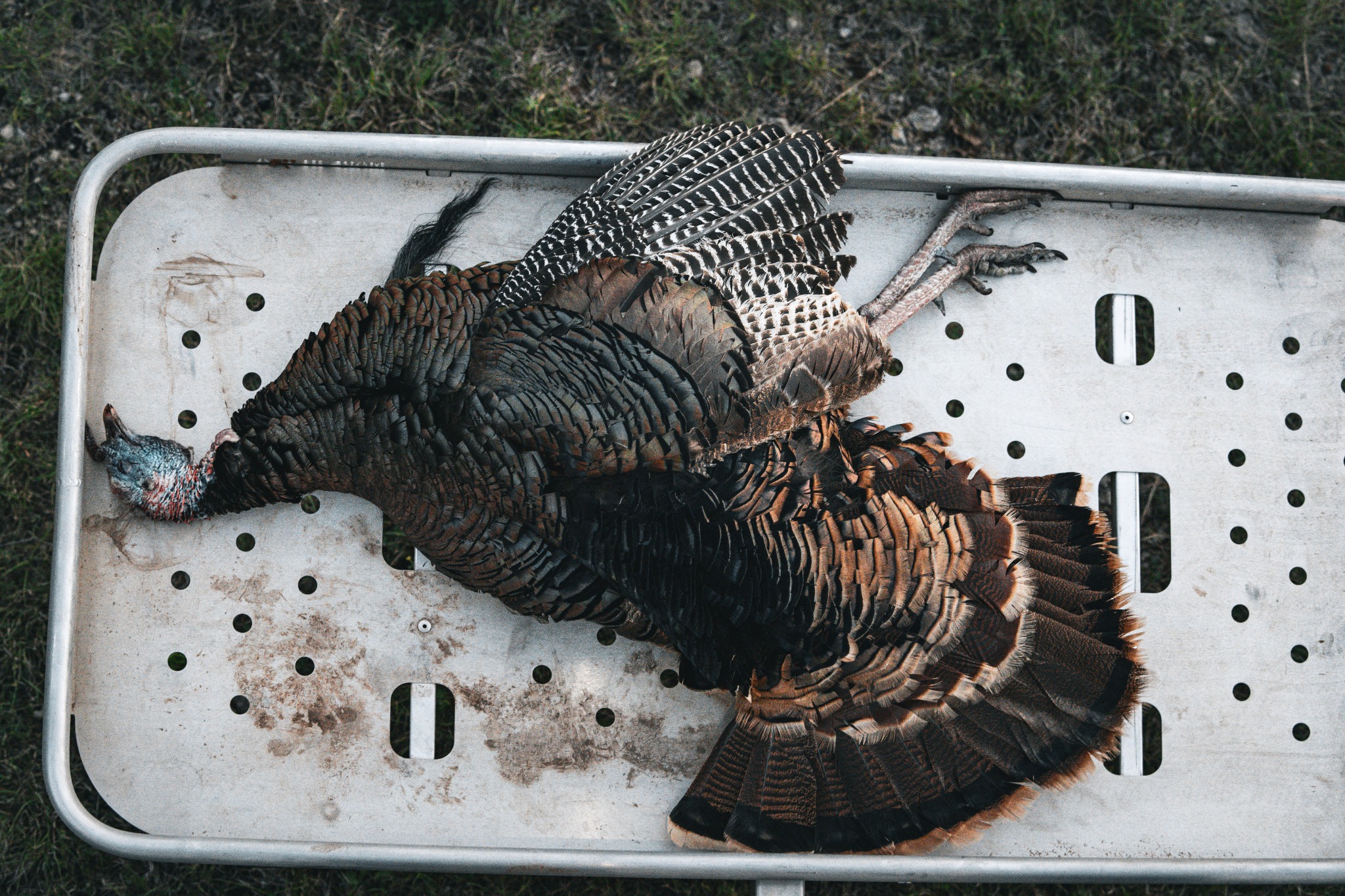 Spring Turkey Hunting in Texas BirdDog