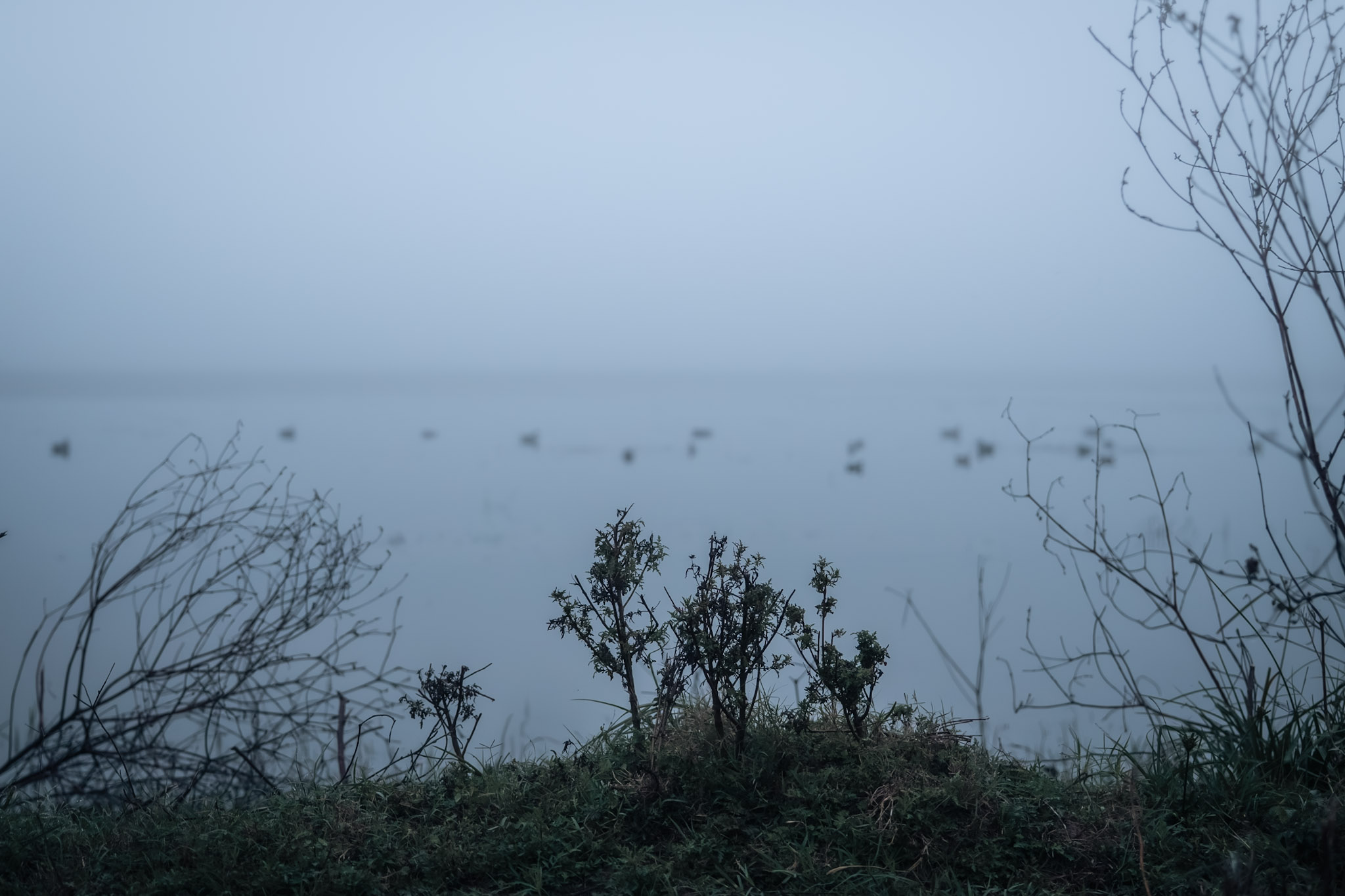 Late-Season Duck Behavior BirdDog