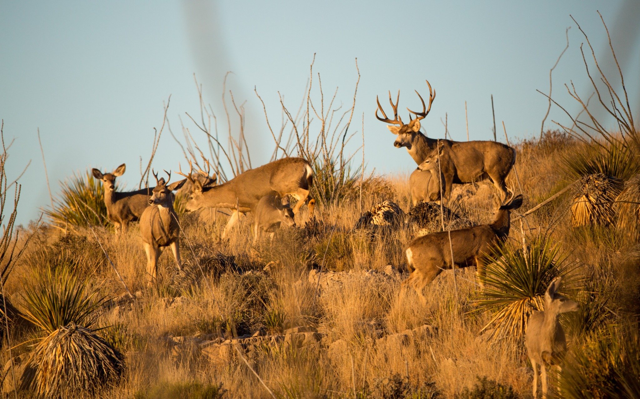 Why Mule Deer Are So Sought After in Texas: BirdDog