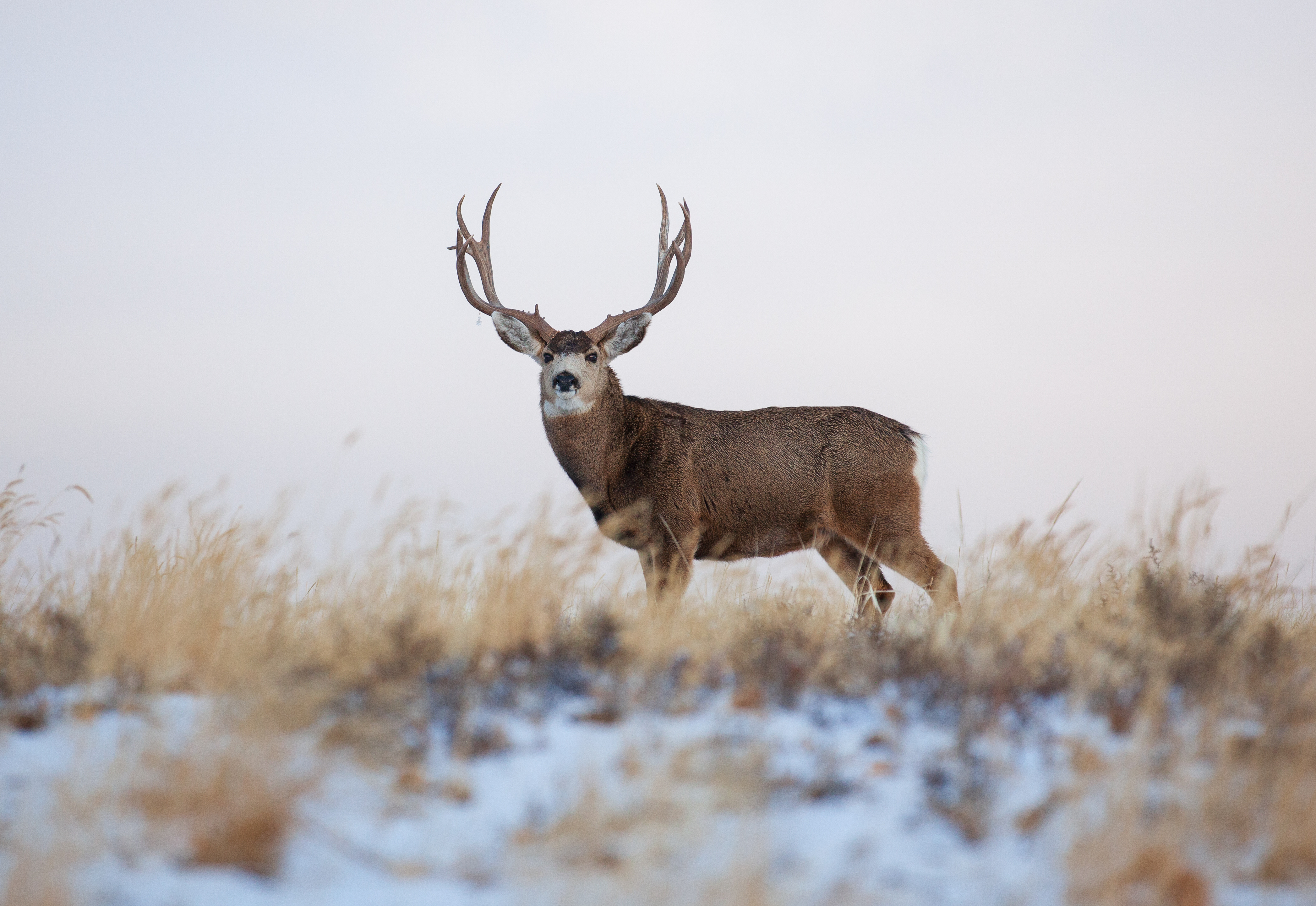 December Hunting Best Practices BirdDog