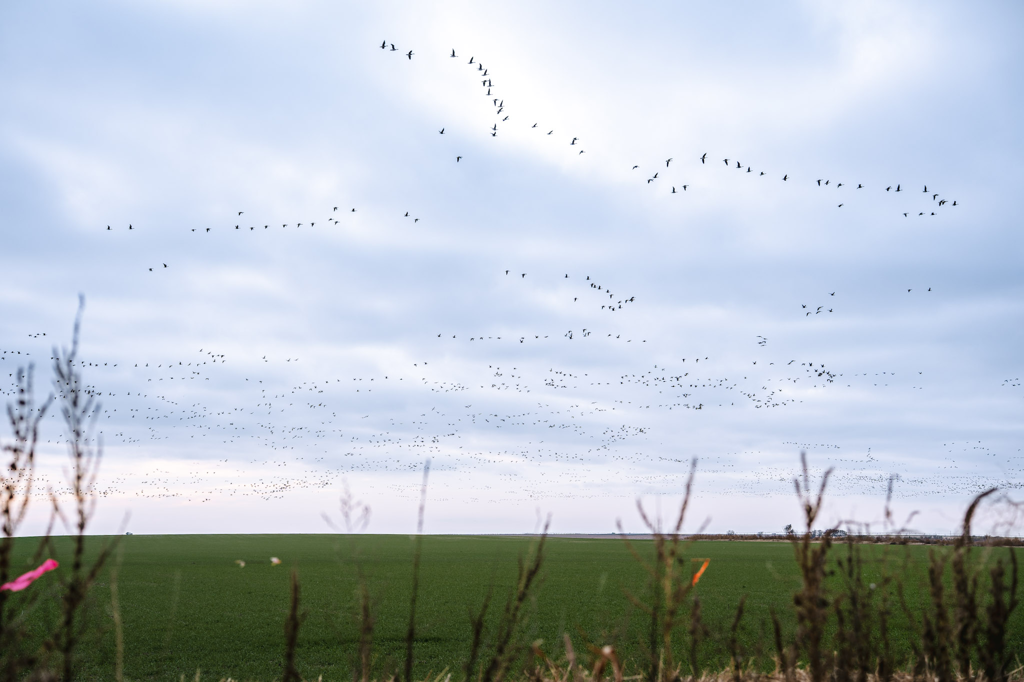 December Waterfowl Hunting – Maximizing the Migration BirdDog