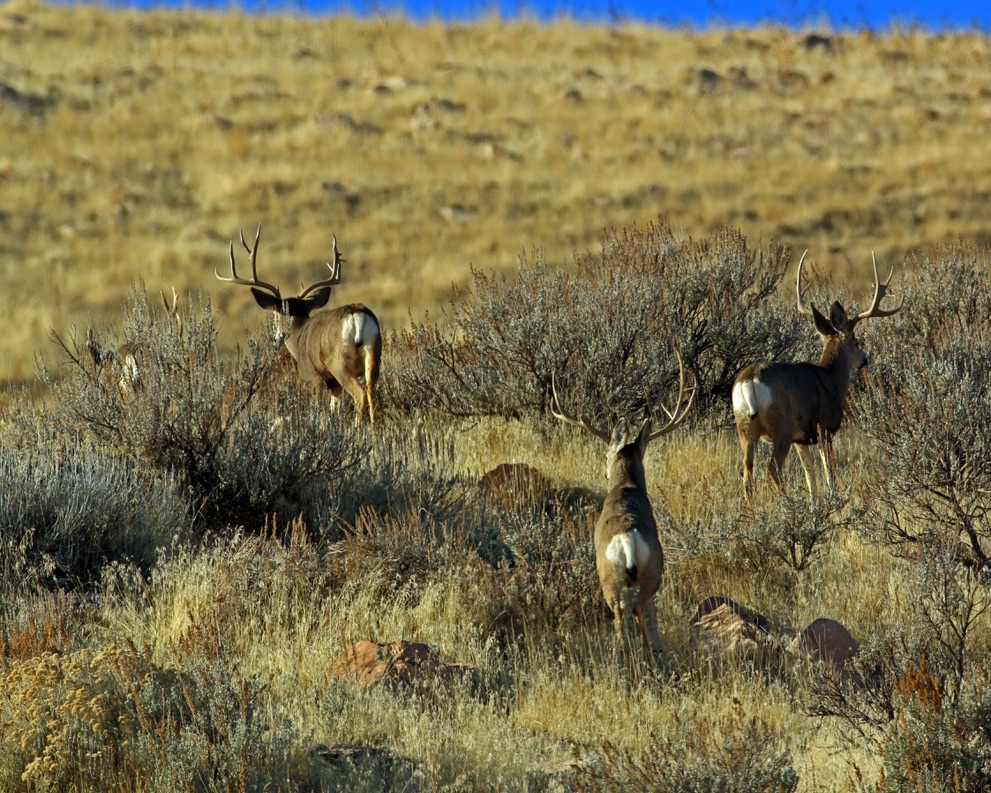Private land hunting access BirdDog