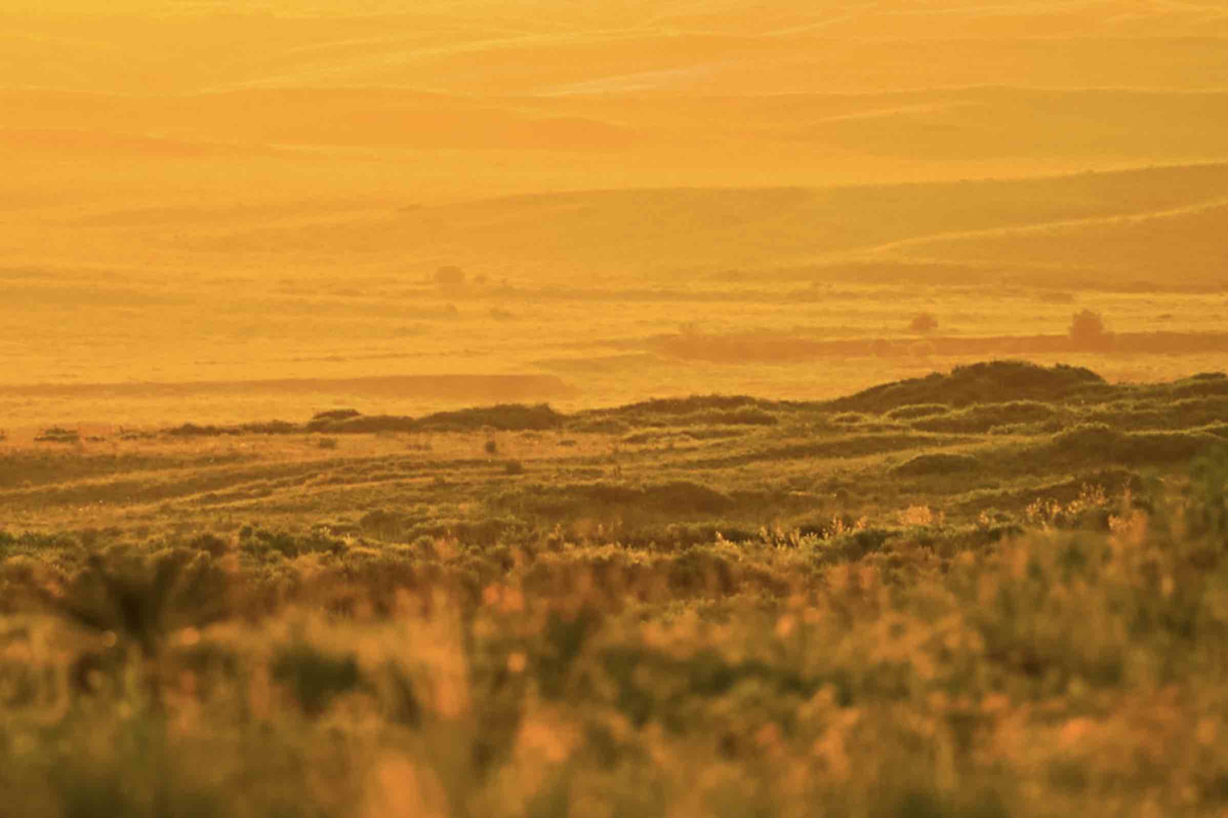 Beyond Hunting: How to Put Your Land to Work  BirdDog