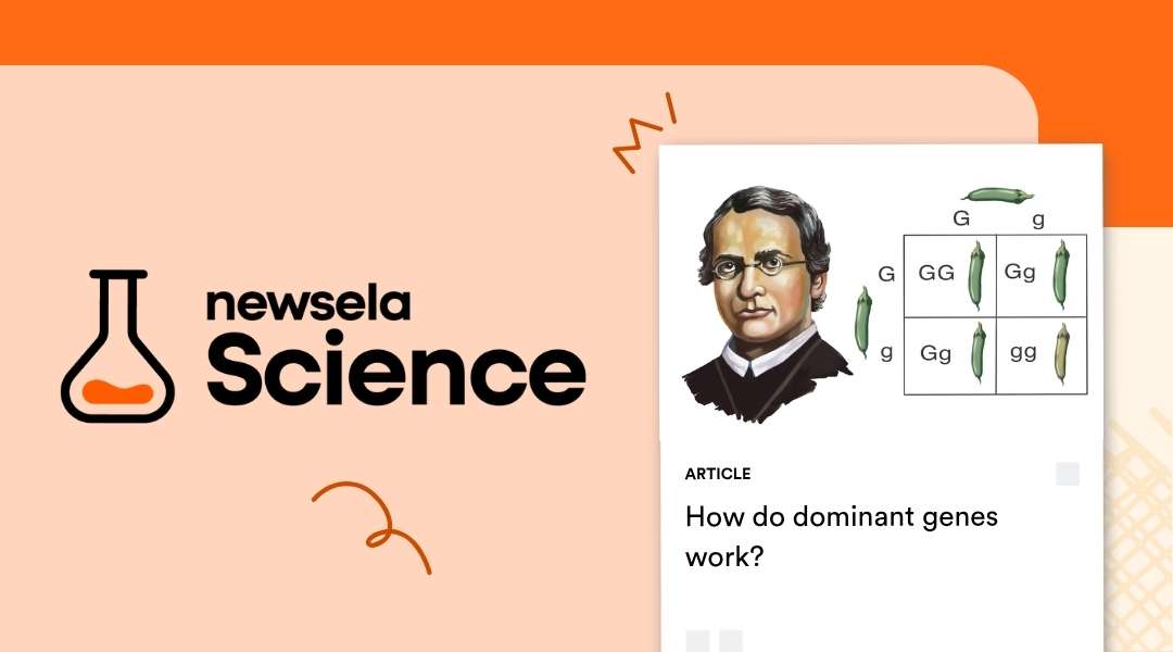 "Newsela Science article titled 'How do dominant genes work?' featuring an image of Gregor Mendel and a Punnett square showing pea plant traits. This is an educational resource for teaching genetics and heredity in a science class."